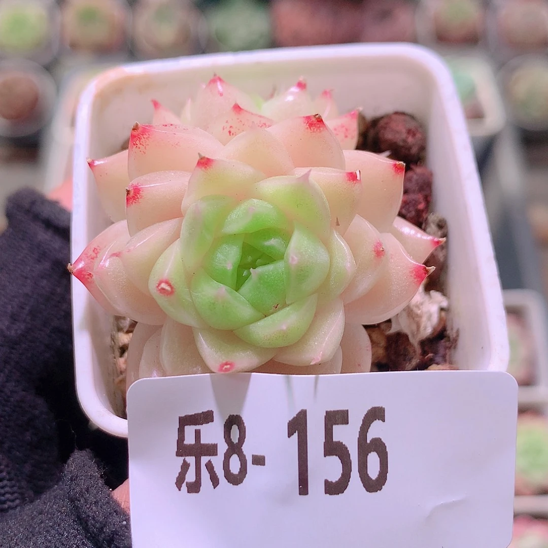乐然8-156 麦秆双头