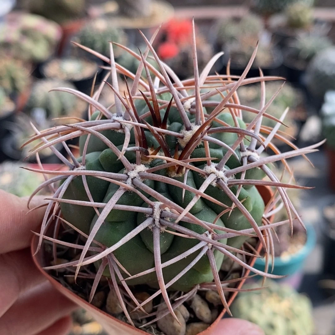植播园艺豪刺恐龙丸