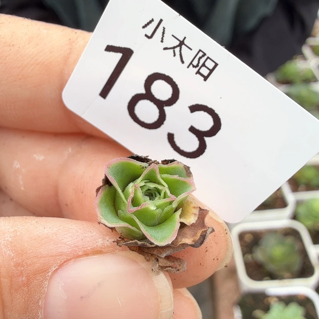 胖***婶山地玫瑰。 183。