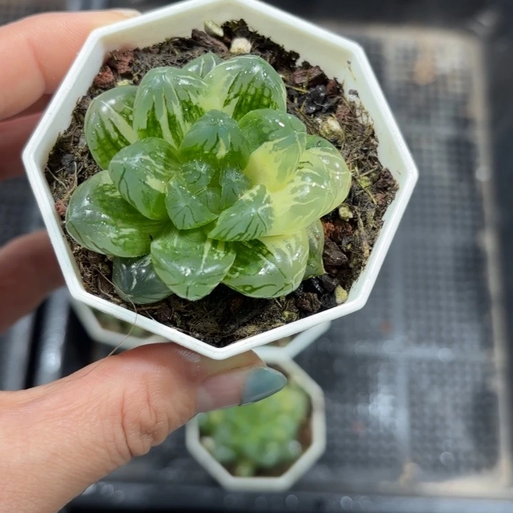 花火玉露锦多肉植物