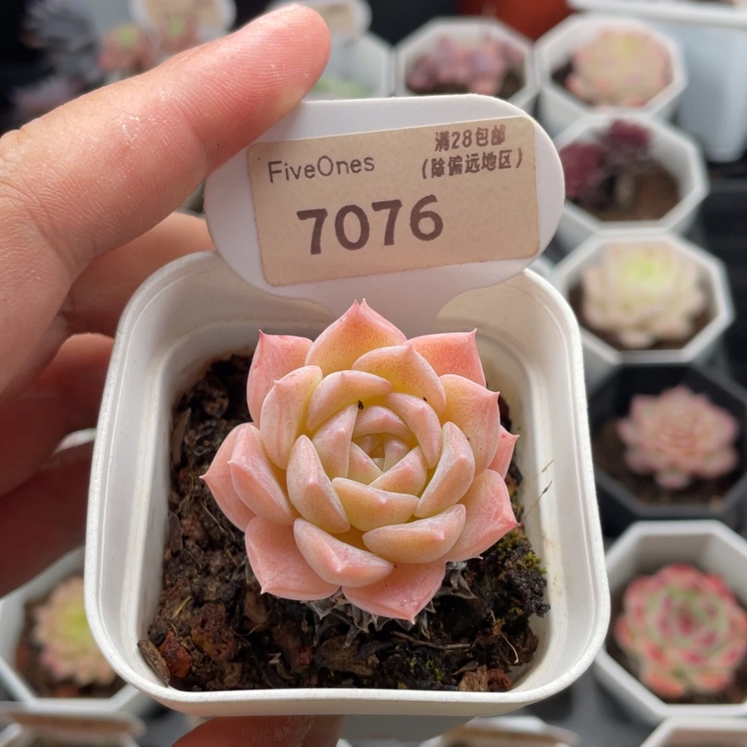 纯爱7076-4.0厘米