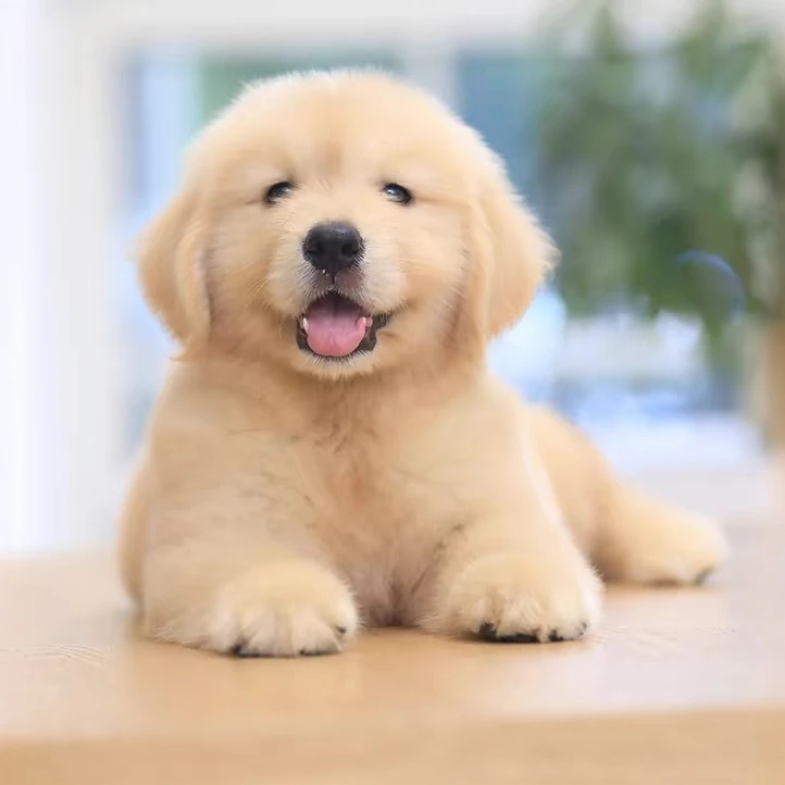 笑笑 115李恒犬舍双血统金毛金毛犬家养大骨架宠物狗