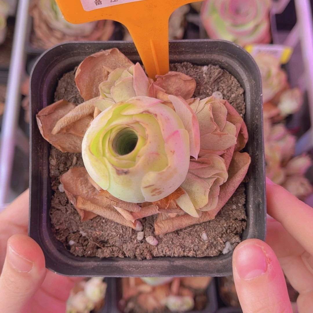 单品一物一拍530号