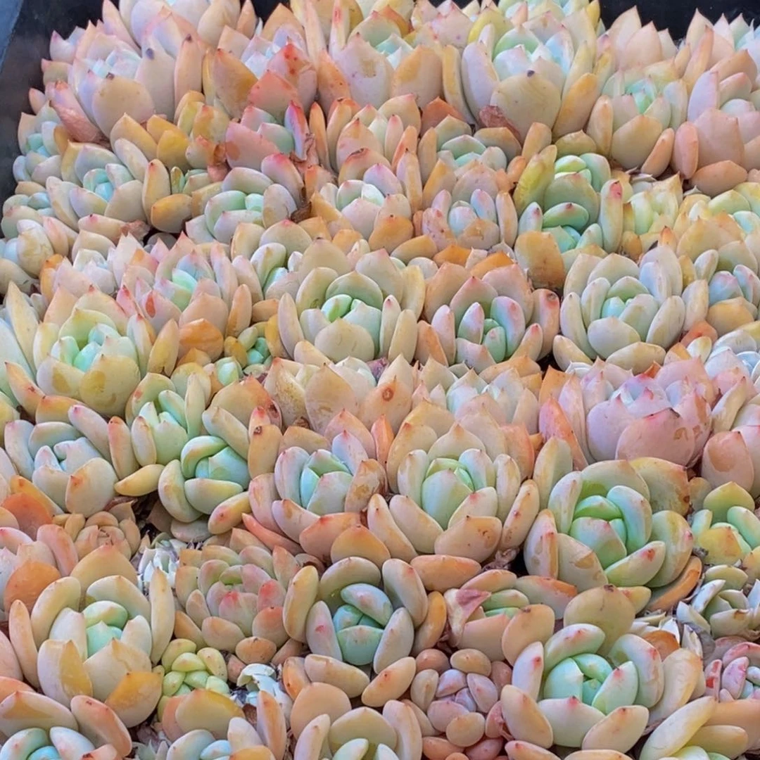 金**滋470多肉植物百科名片作译者