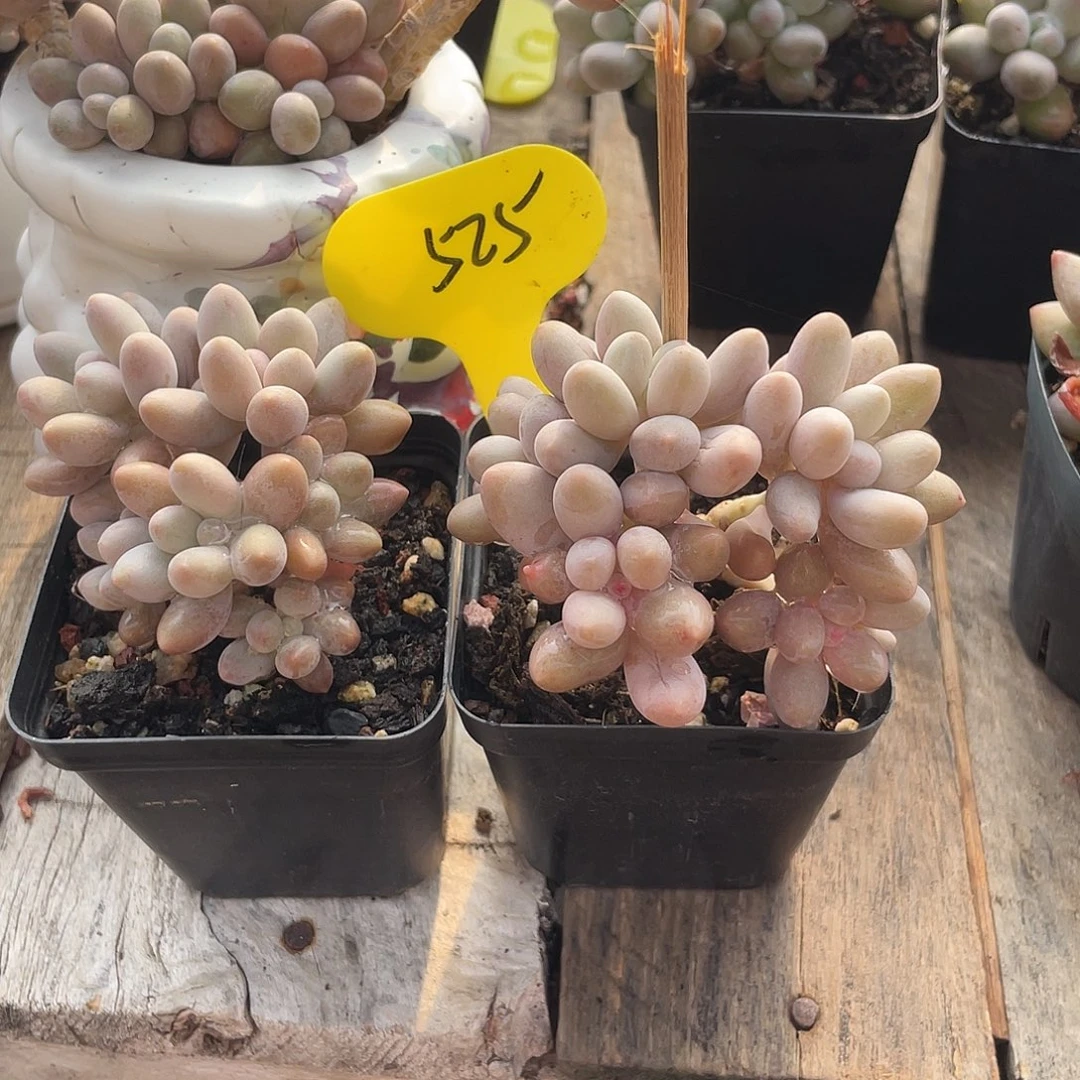 两盆橘子奶多肉植物525