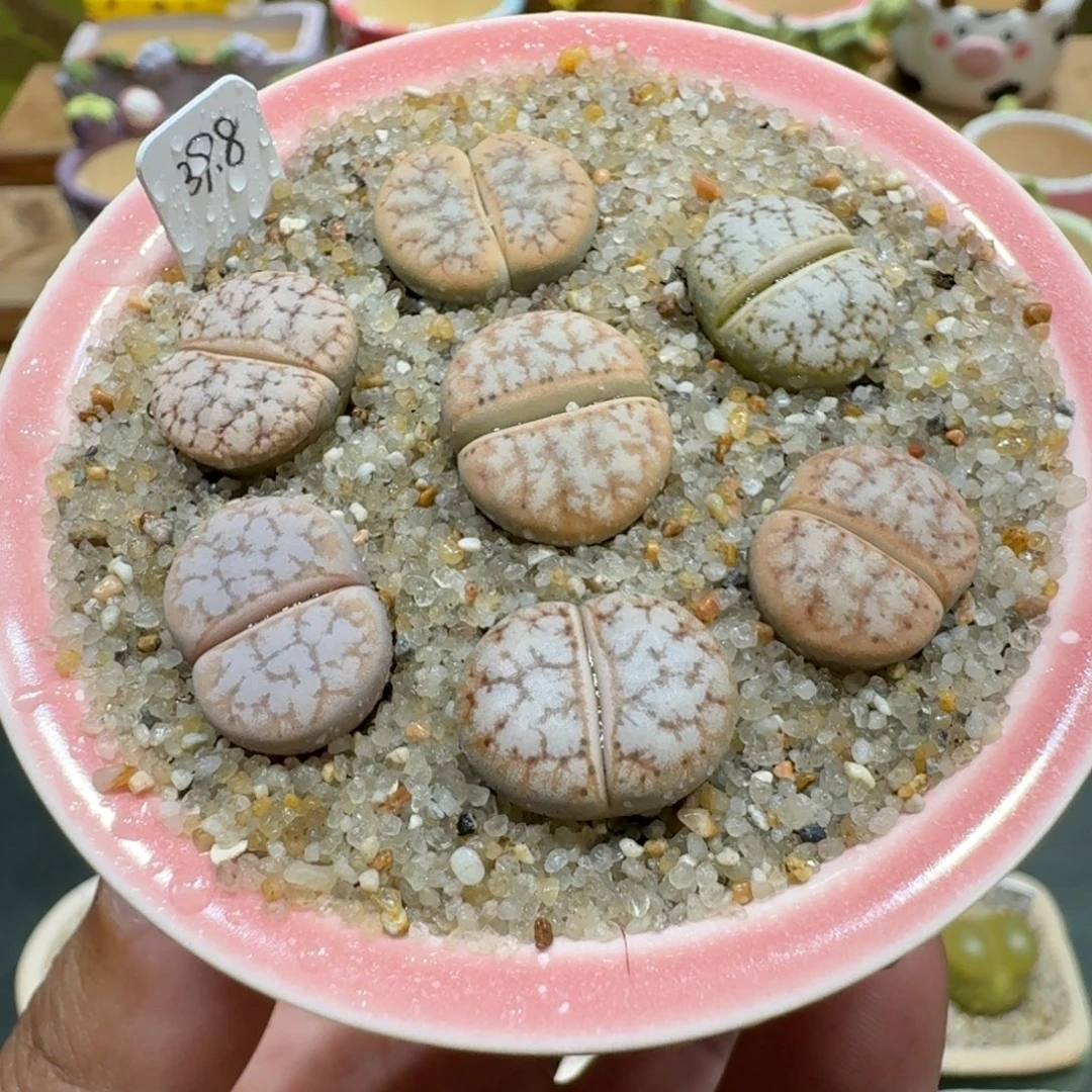 蘑菇1122c309a拿铁彩拼多肉植物