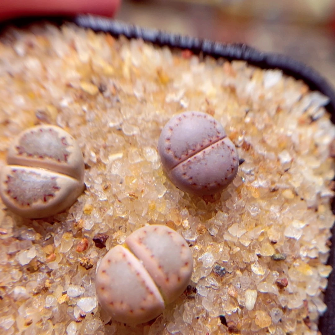 304号带盆包邮发货