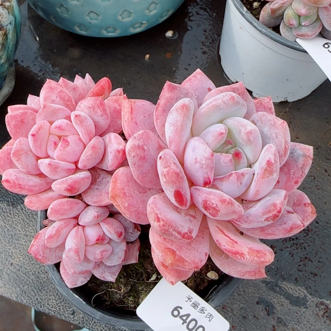 长杆雪之魄，6400多肉植物