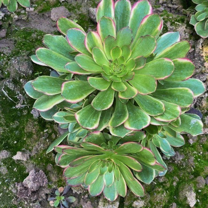 菲娜多肉植物捧花多肉植物地载