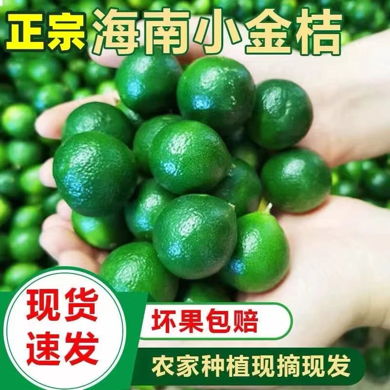 金桔小青柠金桔新鲜小金橘青金桔子水果青柠鲜果柠檬奶茶榨汁专用