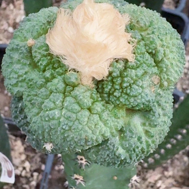无花朵福利苗接哥斯拉713