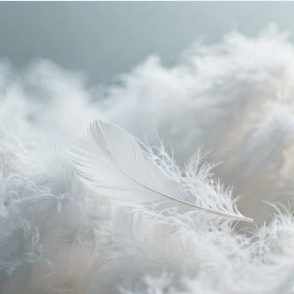 JING HENG     白鹅绒（MP） W99129