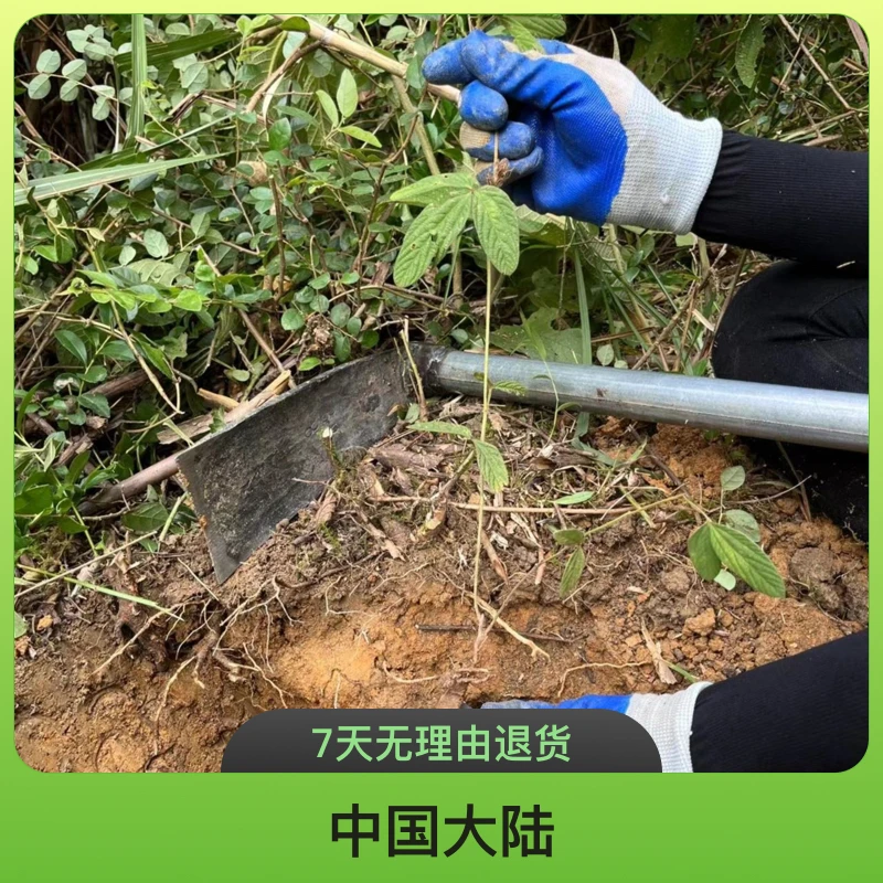 瑶山艳姐 正宗野生粤北特产红皮千斤拔好货切片