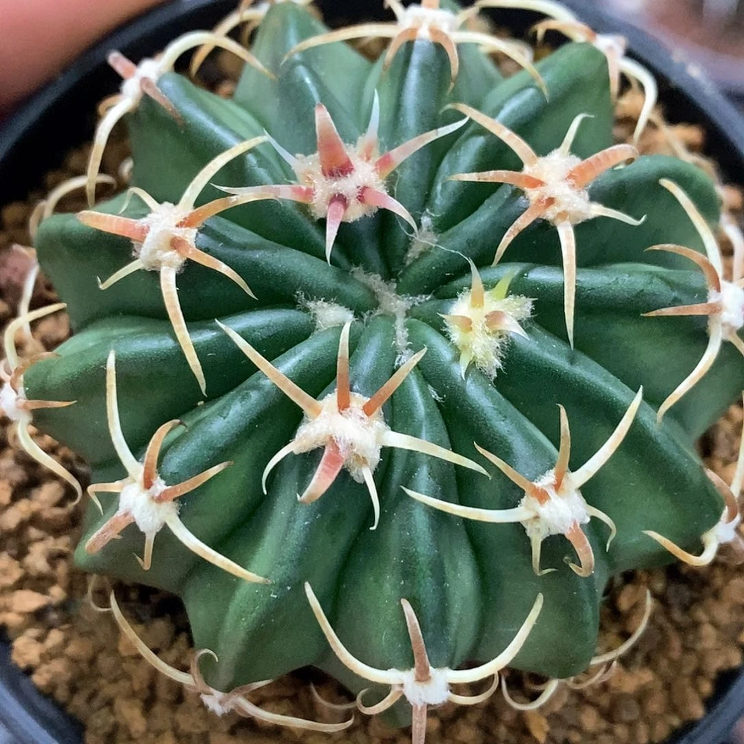 心****）孤品实生特选株短豪刺武藏凌波5.5cm