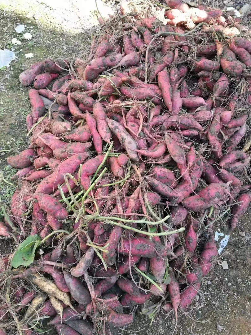 梅州正宗农家土蕃薯红皮黄肉新鲜地瓜蕃薯