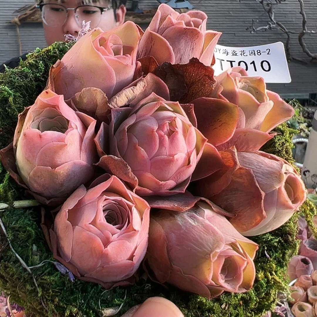 香*苔藓花篮。TT010