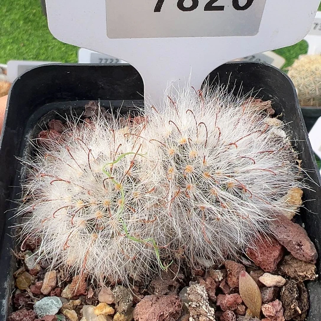 7820 丽光仙人球实生裸根发货