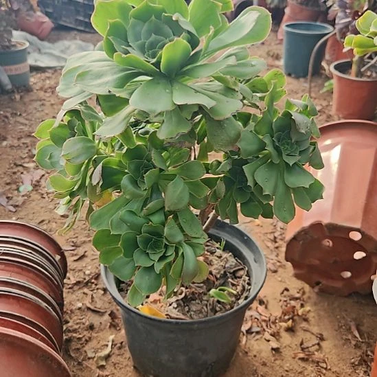 君美丽加急发货30