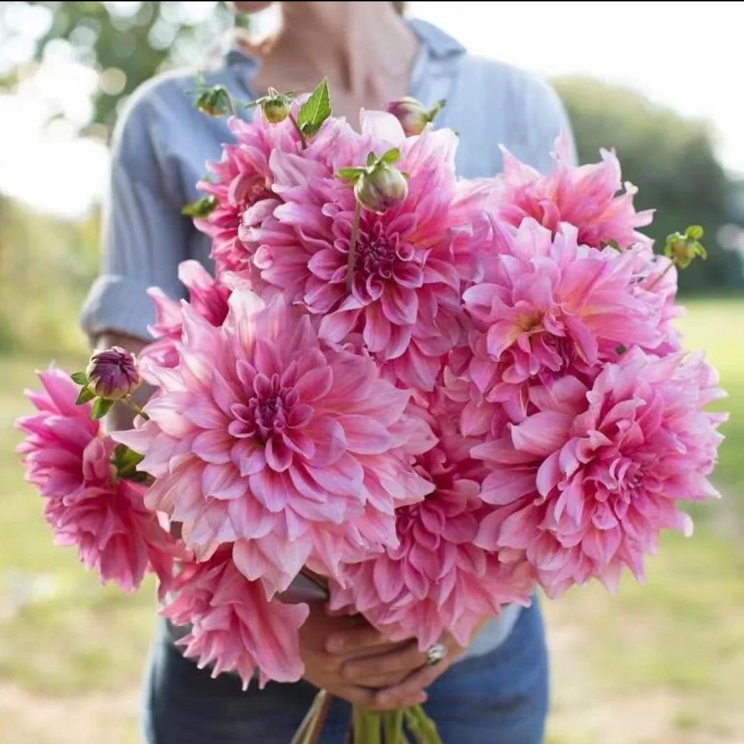 [奥托的兴奋]具花型进口大丽花种球