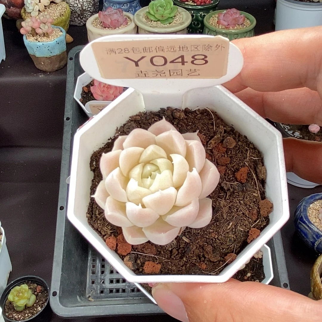 0048 白月影 4cm