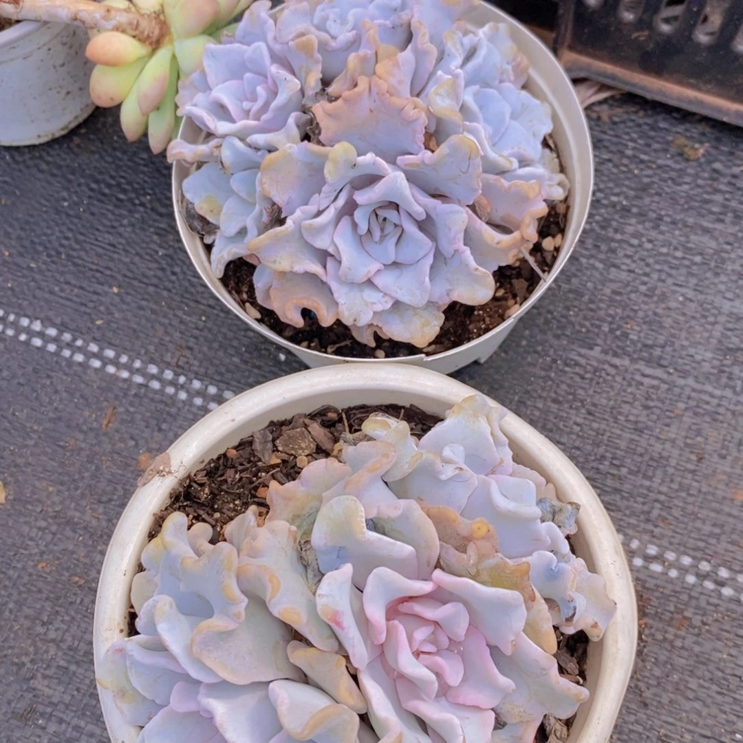白饺子皮多头群生两盆