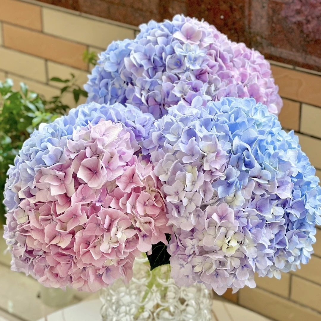 《姹紫嫣红》大花绣球  粉紫色  绣球花盆栽原盆原土发货小5加仑