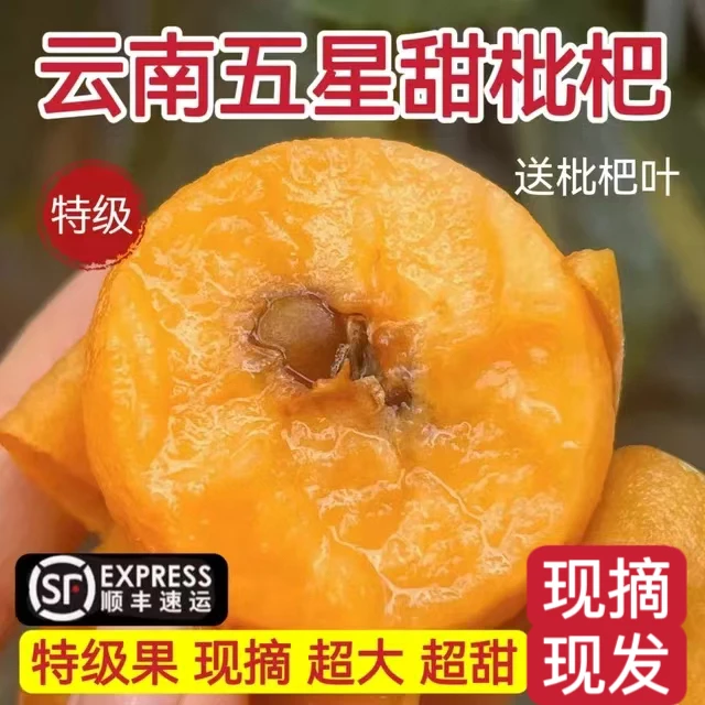 云南大五星甜枇杷大理宾川高山高海拔琵琶顺丰包邮肉多核小