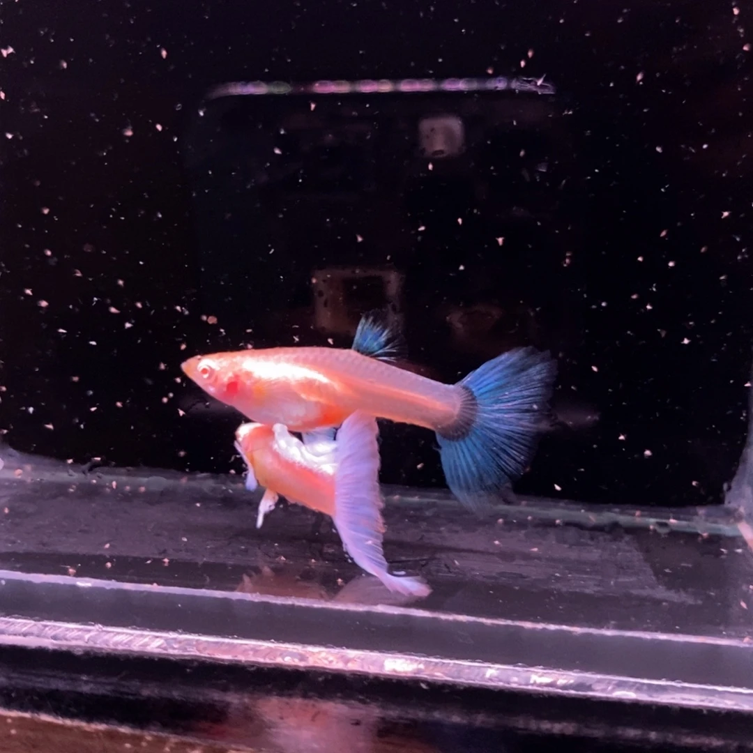 孔雀鱼蓝色飞船一对