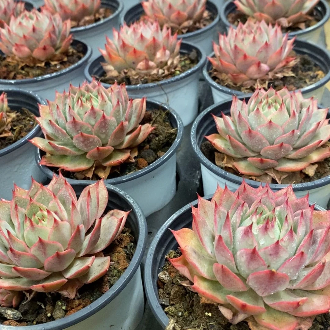 79。林杰安娜。单头。