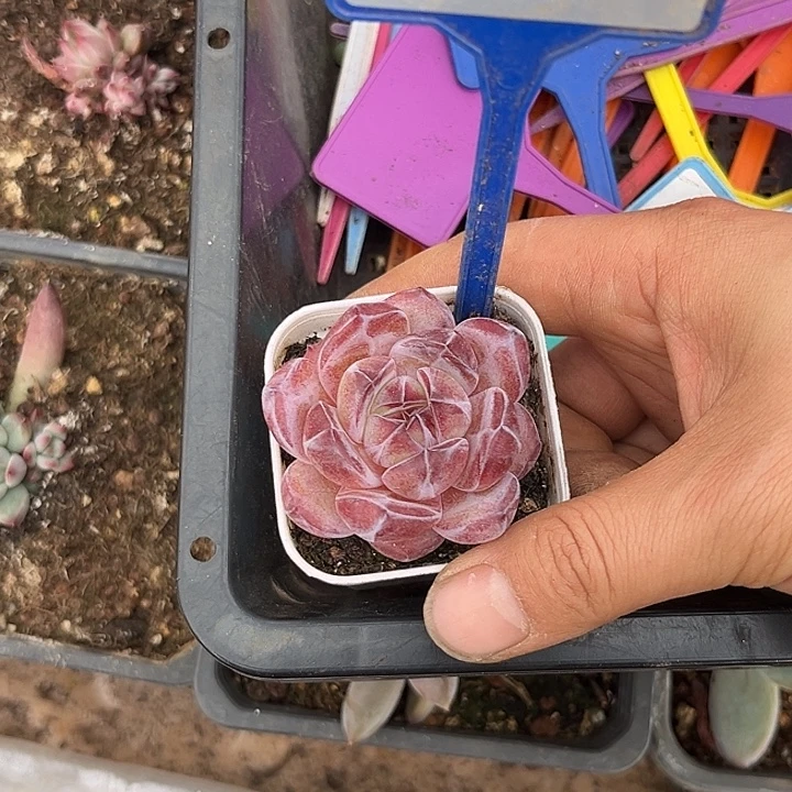 多肉植物优选个体198