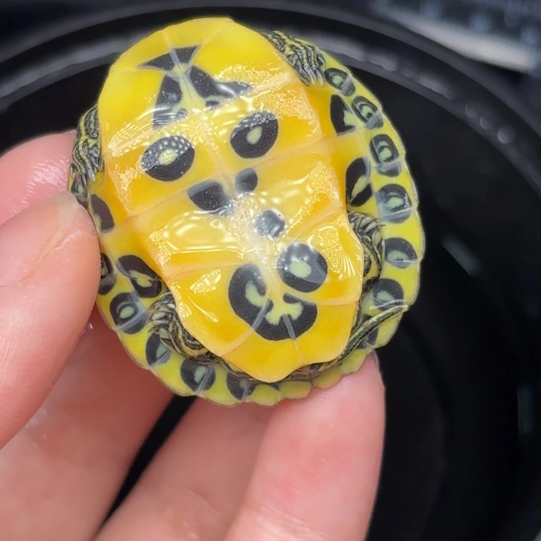 不分公母宠物龟全品宽纹火焰
