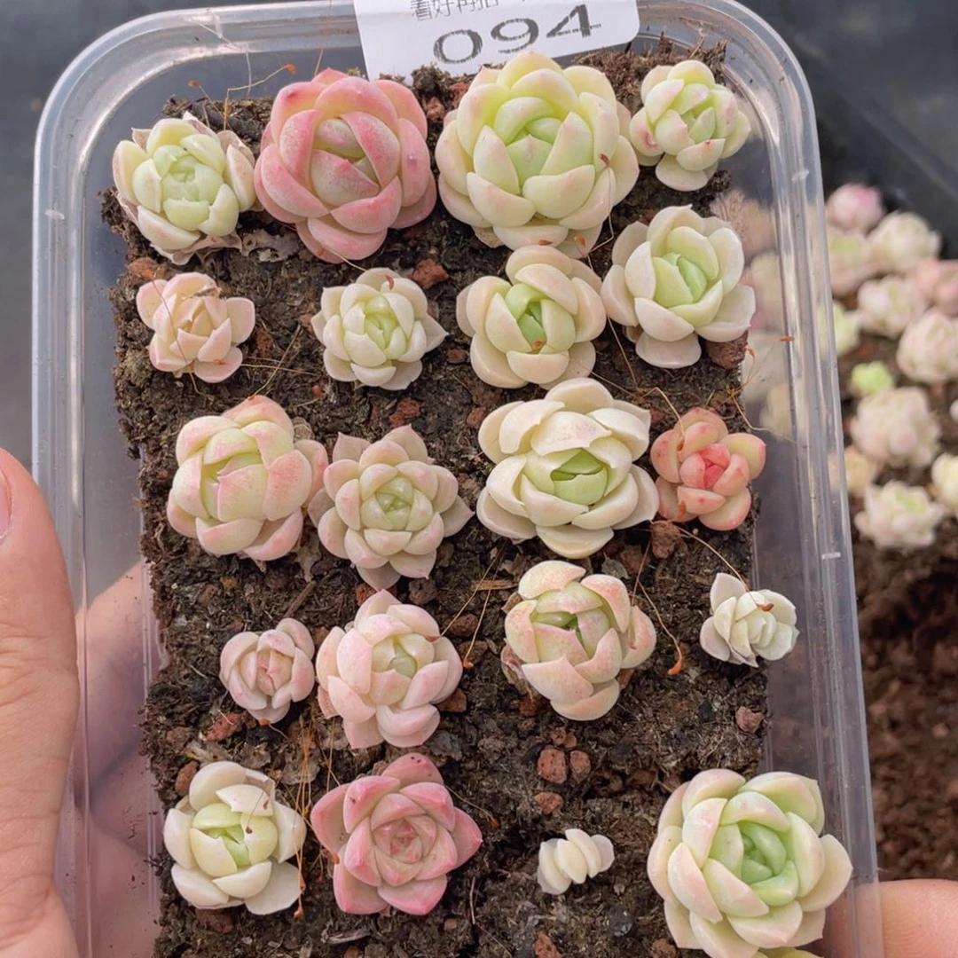 云糖心多肉植物94