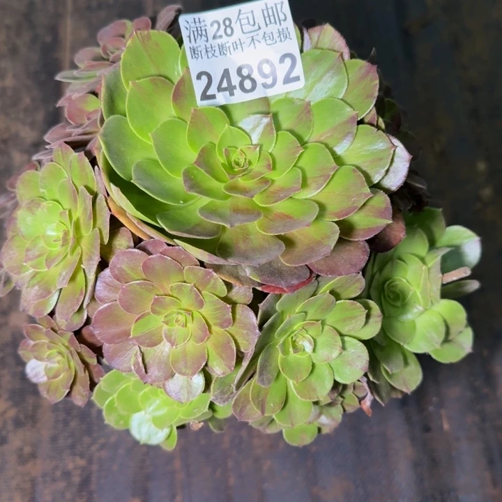 21892南花月夜多植物