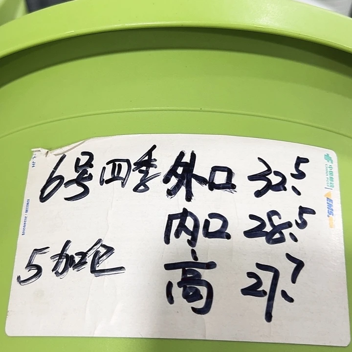 特价6号四季口32.5高27.7果绿无托7只