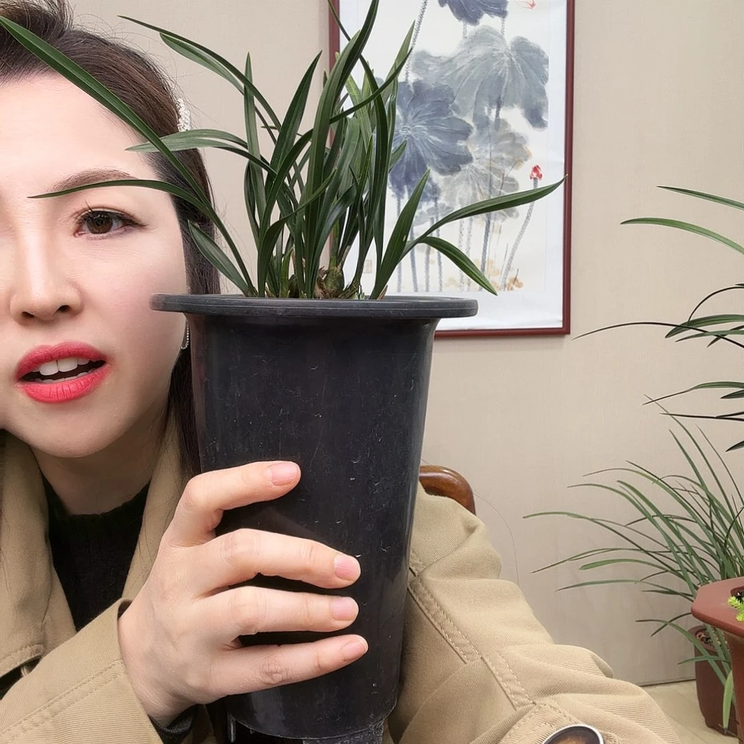 无花朵青*牛翠盖带花