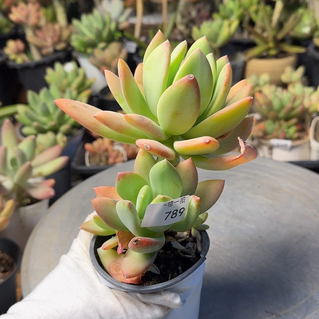 努***鹏789号 一物一拍