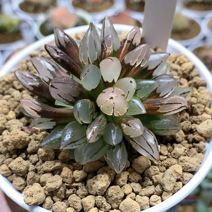 【闪购商品】115子弹头锦