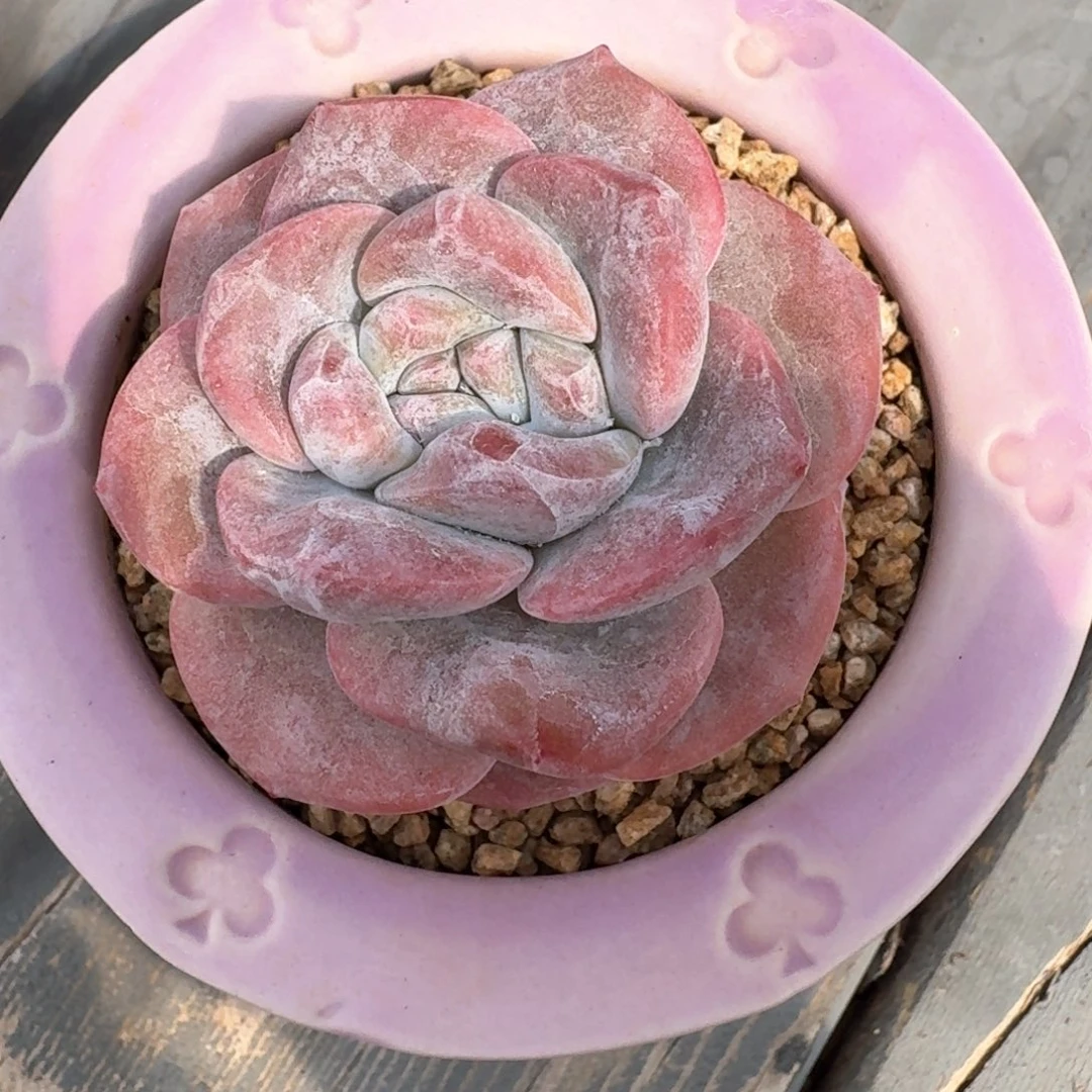 从前慢多肉编号0814-31