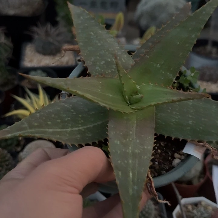 268皂质芦荟锦脱土发货