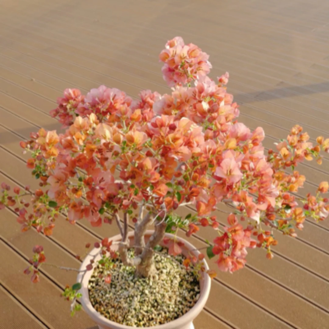 新品【橙日落】三角梅好养阳台勤花可爬藤可垂丝勤花不带花