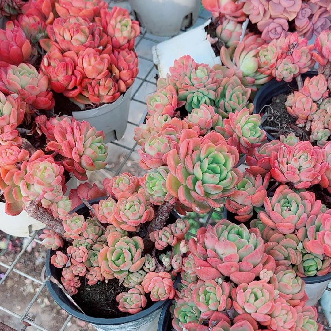 芬达多头造型精品特价二盆