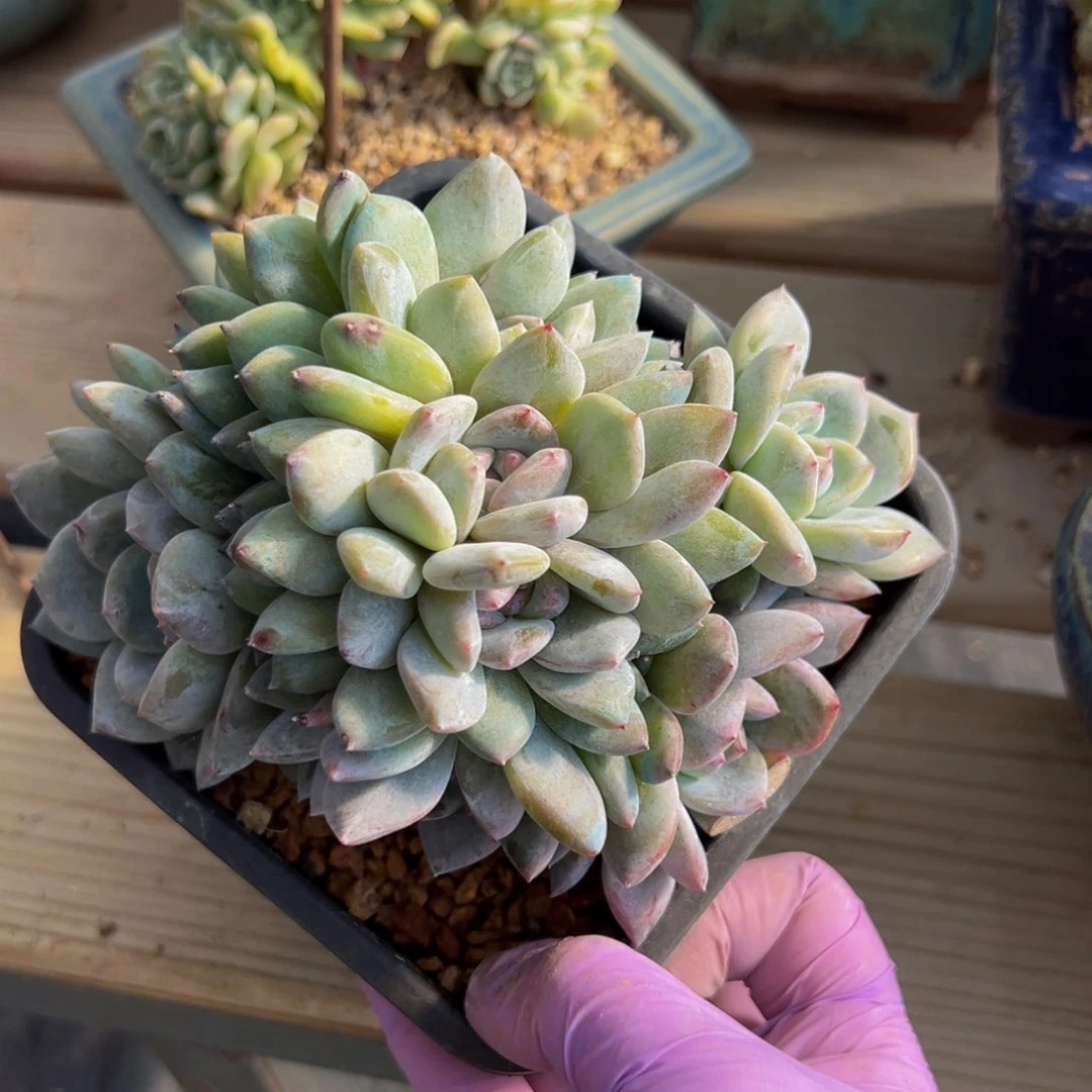 绿底星影无砍 新年快乐