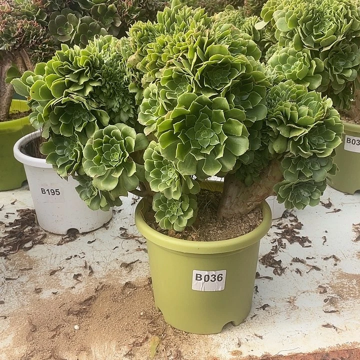 B036绿羊绒缀化58-1脱土包邮