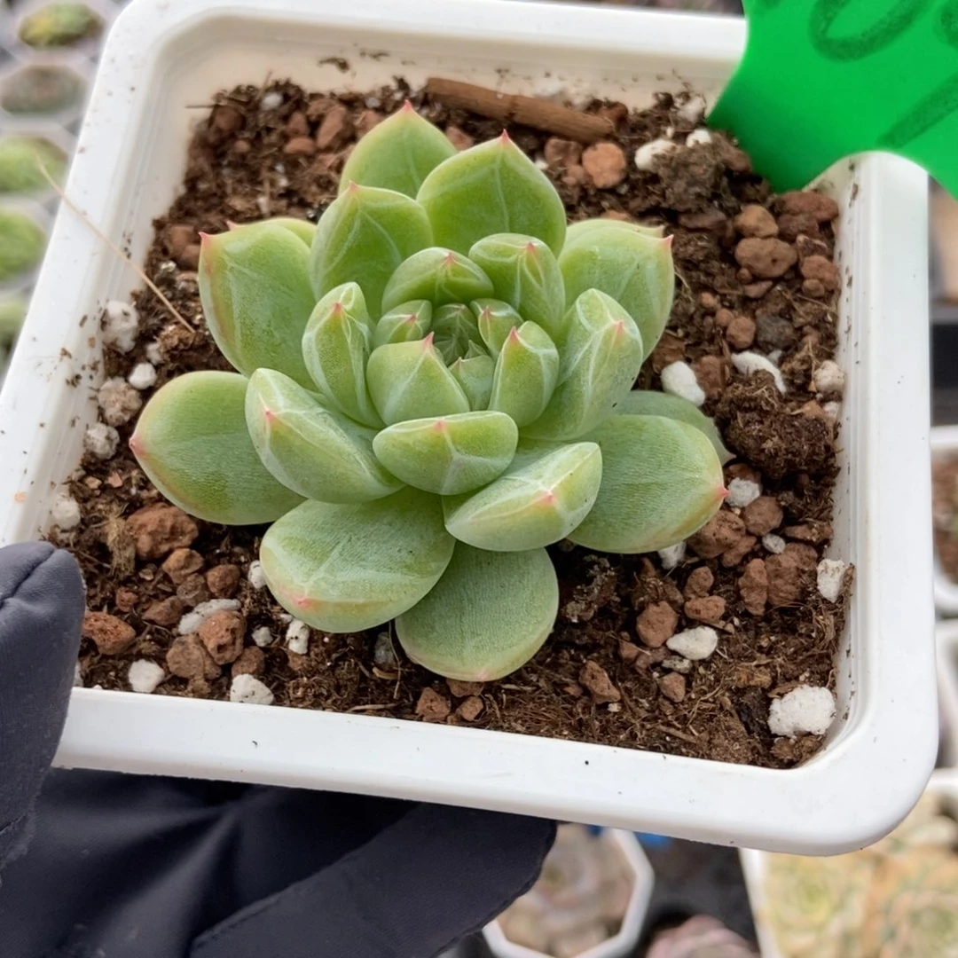 1909雪花珍妮多肉植物保护
