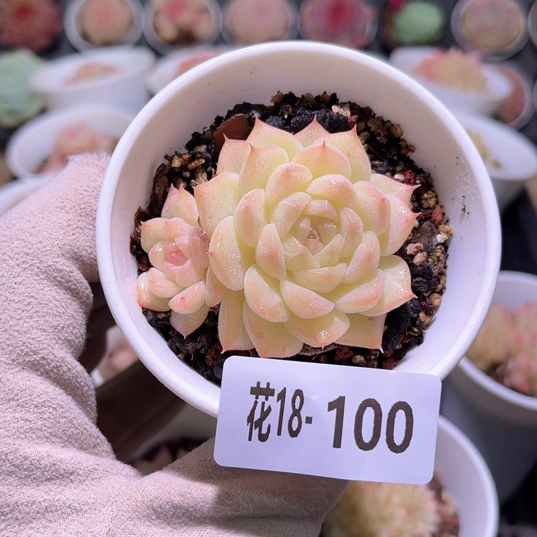 花利美18-100海王带仔