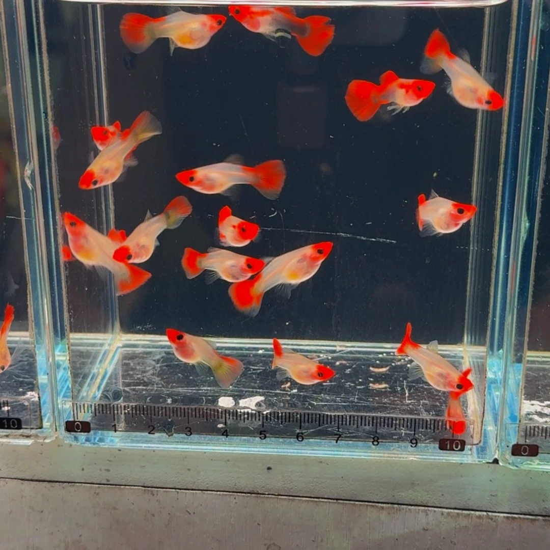 孔雀鱼球体红头玻璃猫1对