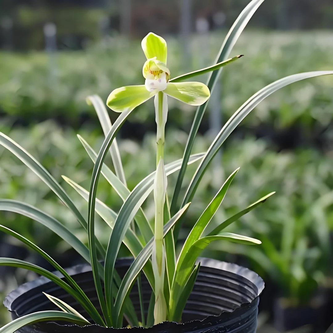 雪山天草  春兰  自然种植好养活 裸根发