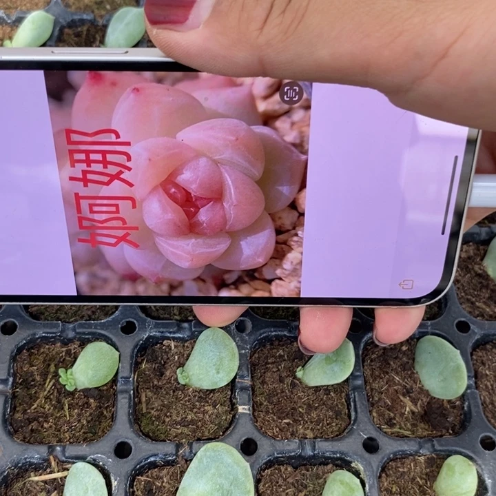 婀娜芽苗一个多肉