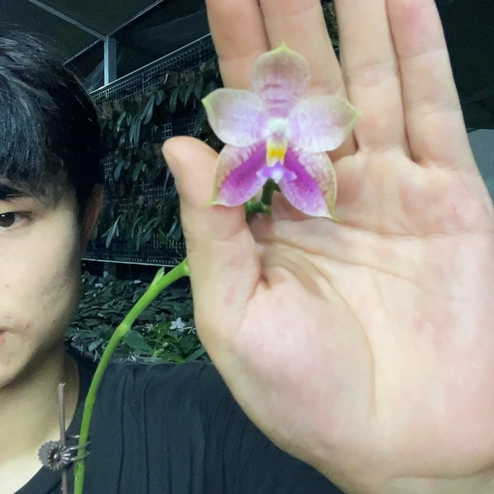 完全开放817斑马。