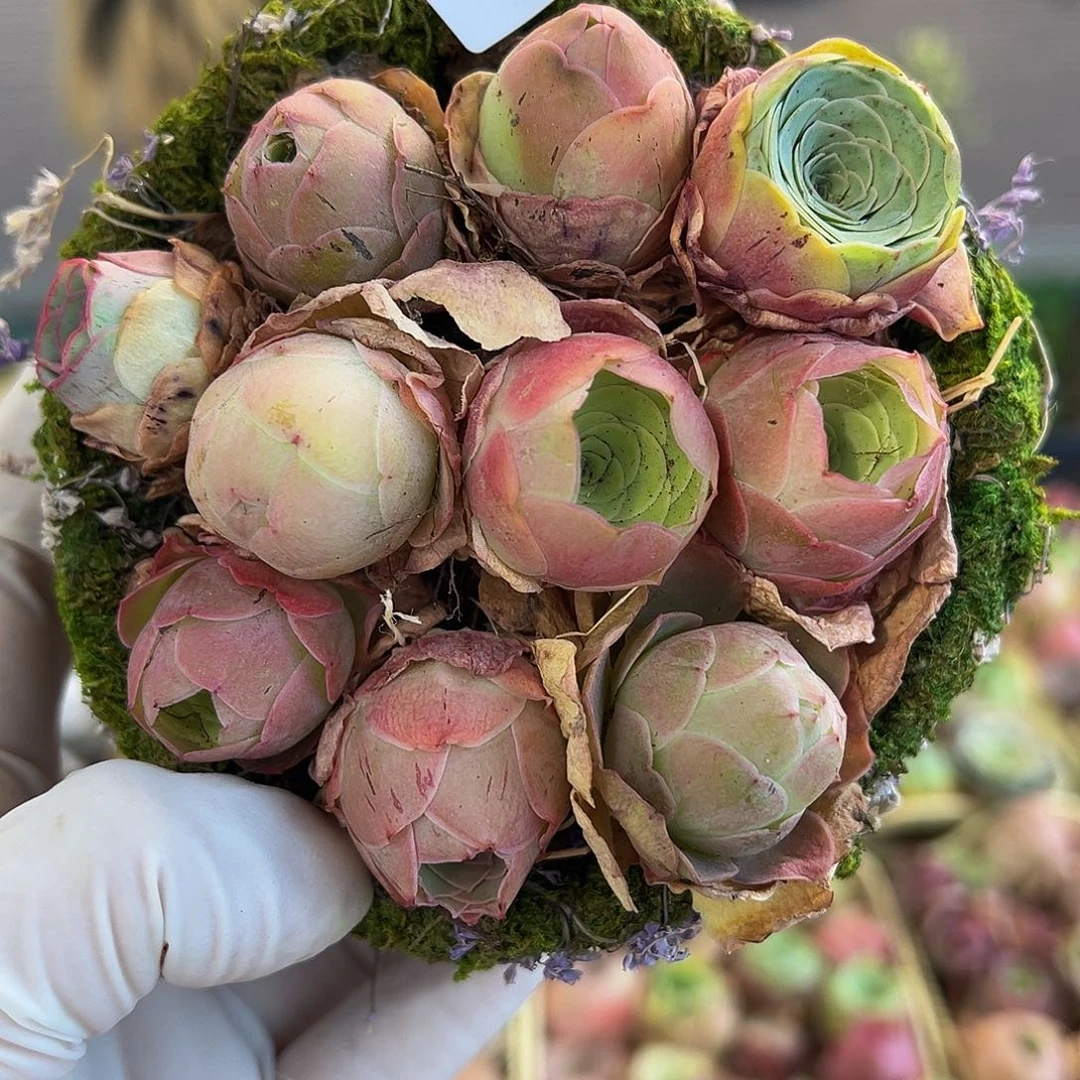 C039。 苔藓花篮。